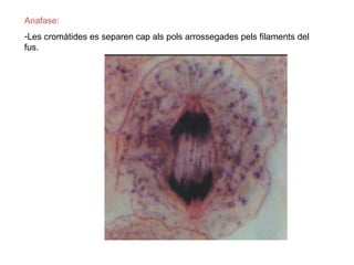 Anafase:
-Les cromàtides es separen cap als pols arrossegades pels filaments del
fus.
 