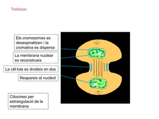 Telofase:




      Els cromosomes es
      desespiralitzen i la
      cromatina es dispersa

     La membrana nuclear
     es reconstrueix

La cèl·lula es divideix en dos

        Reapareix el nuclèol



  Citocinesi per
  estrangulació de la
  membrana
 