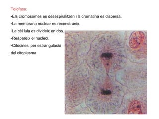 Telofase:
-Els cromosomes es desespiralitzen i la cromatina es dispersa.
-La membrana nuclear es reconstrueix.
-La cèl·lula es divideix en dos.
-Reapareix el nuclèol.
-Citocinesi per estrangulació
del citoplasma.
 
