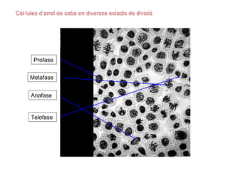 Cèl·lules d’arrel de ceba en diversos estadis de divisió




       Profase


     Metafase


      Anafase


      Telofase
 