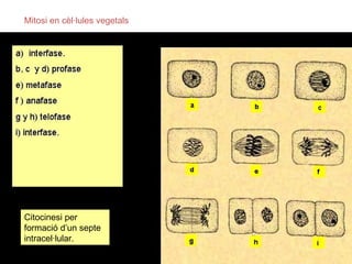 Mitosi en cèl·lules vegetals




Citocinesi per
formació d’un septe
intracel·lular.
 
