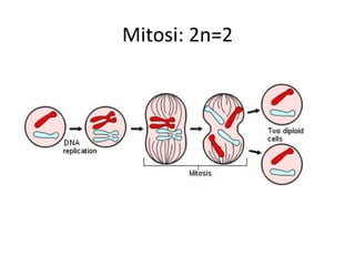 Mitosi: 2n=2
 