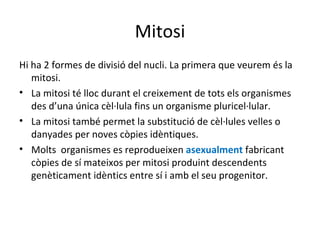 Mitosi
Hi ha 2 formes de divisió del nucli. La primera que veurem és la
   mitosi.
• La mitosi té lloc durant el creixement de tots els organismes
   des d’una única cèl·lula fins un organisme pluricel·lular.
• La mitosi també permet la substitució de cèl·lules velles o
   danyades per noves còpies idèntiques.
• Molts organismes es reprodueixen asexualment fabricant
   còpies de sí mateixos per mitosi produint descendents
   genèticament idèntics entre sí i amb el seu progenitor.
 