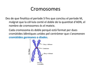 Cromosomes
Des de que finalitza el període S fins que conclou el període M,
  malgrat que la cèl·lula conté el doble de la quantitat d’ADN, el
  nombre de cromosomes és el mateix.
  Cada cromosoma és doble perquè està format per dues
  cromàtides idèntiques unides pel centròmer que s’anomenen
  cromàtides germanes o díades.
 