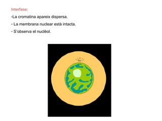 Interfase:
-La cromatina apareix dispersa.
- La membrana nuclear està intacta.
- S’observa el nuclèol.
 