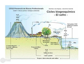 Cicle Biogeoquímic - Cicle del sofre