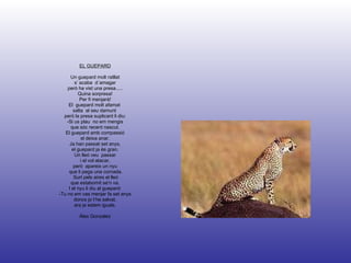 EL GUEPARD Un guepard molt ratllat s’ acaba  d´amagar però ha vist una presa..... Quina sorpresa! Per fi menjarà! El  guepard molt afamat  salta  al seu damunt  però la presa suplicant li diu: -Si us plau  no em mengis que sóc recent nascut. El guepard amb compassió el deixa anar. Ja han passat set anys, el guepard ja és gran. Un lleó veu  passar i el vol atacar, però  apareix un nyu que li pega una cornada. Surt pels aires el lleó que estabornit se’n va. I el nyu li diu al guepard: -Tu no em vas menjar fa set anys doncs jo t’he salvat, ara ja estem iguals. Àlex Gonzalez 