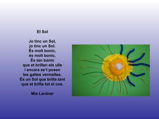 El Sol Jo tinc un Sol, jo tinc un Sol. És molt bonic, és molt bonic. És tan bonic que et brillen els ulls i encara se’t posen les galtes vermelles. És un Sol que brilla tant que et brilla tot el cos. Mia Lardner 