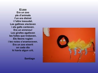 Santiago El zoo Era un zoo ple d’animals l’un era distret i l’altre tossudet. Les gallines xisclaven i els galls cantaven. Era un enrenou! Les girafes agafaven les fulles que trobaven. Els lleons rugien i les noies s’enamoraven. Era un zoo eixerit on cada dia hi havia algun crit. 