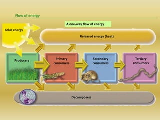 Flow of energy

                              A one-way flow of energy
solar energy
                                       Released energy (heat)




      Producers         Primary                  Secondary       Tertiary
                       consumers                 consumers      consumers




                                   Decomposers
 