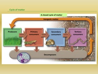 Matter Cycle Example Cicle of matter and flow of energy | PDF