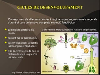 CICLES DE DESENVOLUPAMENT començant a partir de la llavor, passant per la germinació, desenvolupament vegetatiu i dels òrgans reproductius fins que s'assoleix de nou la mateixa fase en la que s'ha iniciat el cicle.  Corresponen als diferents cercles imaginaris que segueixen els vegetals durant el curs de la seva completa evolució fenològica: Cicle vital de  Melia azedarach , Paraíso, angiosperma. http://www.hiperbotanica.net 