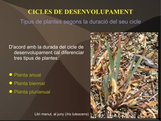 CICLES DE DESENVOLUPAMENT D'acord amb la durada del cicle de desenvolupament cal diferenciar tres tipus de plantes: Planta anual Planta biennal Planta plurianual Lliri menut, al juny ( Iris lutescens ) Tipus de plantes segons la duració del seu cicle 