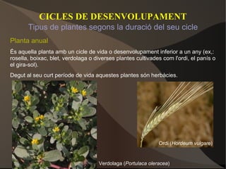 CICLES DE DESENVOLUPAMENT Planta anual És aquella planta amb un cicle de vida o desenvolupament inferior a un any (ex,: rosella, boixac, blet, verdolaga o diverses plantes cultivades com l'ordi, el panís o el gira-sol). Degut al seu curt període de vida aquestes plantes són herbàcies. Verdolaga ( Portulaca oleracea ) Tipus de plantes segons la duració del seu cicle Ordi ( Hordeum vulgare ) 