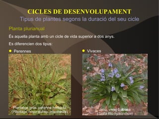 CICLES DE DESENVOLUPAMENT Planta plurianual És aquella planta amb un cicle de vida superior a dos anys. Es diferencien dos tipus: Perennes Tipus de plantes segons la duració del seu cicle Vivaces Plantatge gros, perenne herbàcia ( Plantago major  subsp.  intermedia ) Joliu, vivaç bulbosa ( Scilla lilio-hyacinthus ) 