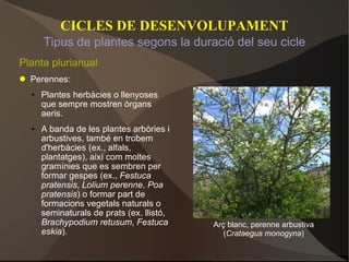 CICLES DE DESENVOLUPAMENT Planta plurianual Perennes: Plantes herbàcies o llenyoses que sempre mostren òrgans aeris. A banda de les plantes arbòries i arbustives, també en trobem d'herbàcies (ex., alfals, plantatges), així com moltes gramínies que es sembren per formar gespes (ex.,  Festuca pratensis ,  Lolium perenne ,  Poa pratensis ) o formar part de formacions vegetals naturals o seminaturals de prats (ex. llistó,  Brachypodium retusum ,  Festuca eskia ). Tipus de plantes segons la duració del seu cicle Arç blanc, perenne arbustiva ( Crataegus monogyna ) 