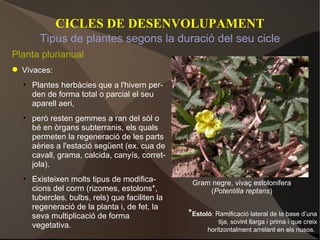 CICLES DE DESENVOLUPAMENT Planta plurianual Vivaces: Plantes herbàcies que a l'hivern per-den de forma total o parcial el seu aparell aeri, però resten gemmes a ran del sòl o bé en òrgans subterranis, els quals permeten la regeneració de les parts aèries a l'estació següent (ex. cua de cavall, grama, calcida, canyís, corret-jola). Existeixen molts tipus de modifica-cions del corm (rizomes, estolons*, tubercles, bulbs, rels) que faciliten la regeneració de la planta i, de fet, la seva multiplicació de forma vegetativa. Tipus de plantes segons la duració del seu cicle Gram negre, vivaç estolonifera ( Potentilla reptans ) * Estoló : Ramificació lateral de la base d’una tija, sovint llarga i prima i que creix horitzontalment arrelant en els nusos.   