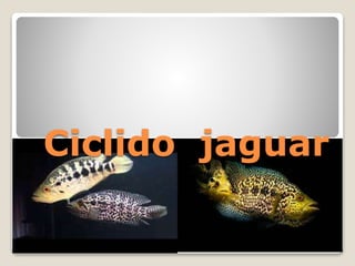 Ciclido jaguar 
 