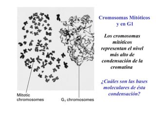 Cromosomas Mitóticos
y en G1
Los cromosomas
mitóticos
representan el nivel
más alto de
condensación de la
cromatina
¿Cuáles son las bases
moleculares de ésta
condensación?
 