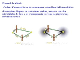 Etapas de la Mitosis:
-Profase: Condensación de los cromosomas, ensamblado del huso mitótico.
-Prometafase: Ruptura de la envoltura nuclear y contacto entre los
microtúbulos del huso y los cromosomas (a través de los cinetocoros):
movimiento activo.
 