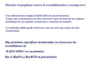 Durante el paquitene ocurre la recombinación o crossing-over
Una endonucleasa rompe la doble hebra de un cromosoma.
Luego, una exonucleasa crea dos extremos 3´que encuentran las regiones
homólogas de un segundo cromosoma y comienza la sinapsis.
La molécula unida puede resolverse por un corte que separa los dos
cromosomas
Hay proteínas específicas involucradas en el proceso: las
recombinasas ej:
RAD51-DMC1 en eucariontes.
RecA (Rad51) y RecBCD en procariontes
 