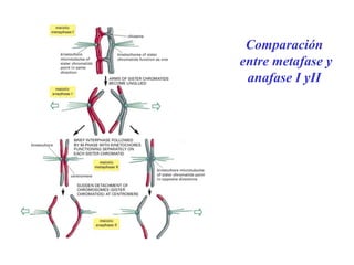 Comparación
entre metafase y
anafase I yII
 