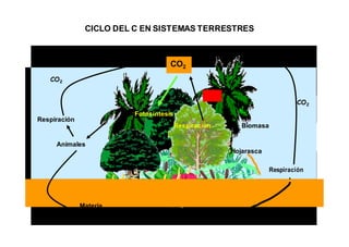 CICLO DEL C EN SISTEMAS TERRESTRES 
CO2 
ATMÓSFERA 
CO2 
Respiración 
Fotosíntesis 
CO2 
CO2 
Respiración Biomasa 
Animales 
Hojarasca 
Respiración 
Materia 
Orgánica 
Descomposición 
SUELO 
 