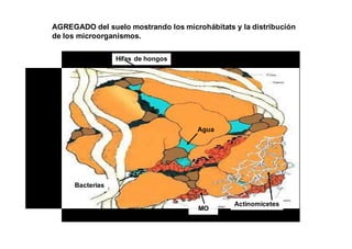AGREGADO del suelo mostrando los microhábitats y la distribución 
de los microorganismos. 
Bacterias 
Hifas de hongos 
Agua 
Bacterias 
Actinomicetes 
MO 
 