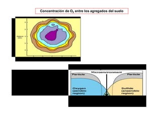 Concentración de O2 entre los agregados del suelo 
 