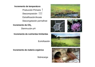 Incremento de temperatura 
Producción Primaria 
Descomposición 
Estratificación/Anoxia 
Descongelación permafrost 
Incremento de CO2 
Disminución pH 
Incremento de nutrientes limitantes 
Eutrofización 
Incremento de materia orgánica 
Sobrecarga 
 