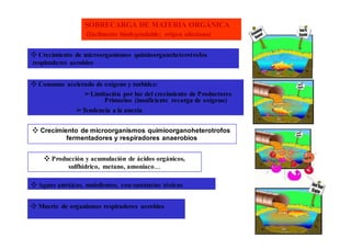 SOBRECARGA DE MATERIA ORGÁNICA 
(fácilmente biodegradable; origen alóctono) 
❖ Crecimiento de microorganismos quimioorganoheterotrofos 
respiradores aerobios 
❖ Consumo acelerado de oxígeno y turbidez: 
➢Limitación por luz del crecimiento de Productores 
Primarios (insuficiente recarga de oxígeno) 
➢Tendencia a la anoxia 
❖ Crecimiento de microorganismos quimioorganoheterotrofos 
fermentadores y respiradores anaerobios 
❖ Producción y acumulación de ácidos orgánicos, 
sulfhídrico, metano, amoniaco…. 
❖ Aguas anóxicas, malolientes, con sustancias tóxicas 
❖ Muerte de organismos respiradores aerobios 
 