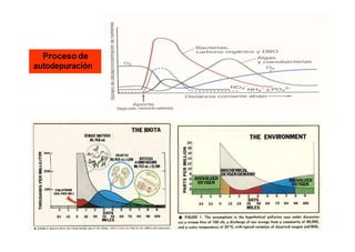 Proceso de 
autodepuración 
 