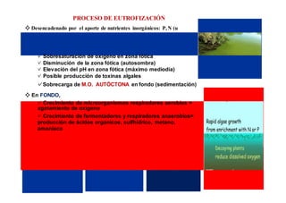 PROCESO DE EUTROFIZACIÓN 
❖ Desencadenado por el aporte de nutrientes inorgánicos: P, N (u 
otros) (generalmente limitantes) 
❖ En SUPERFICIE, crecimiento masivo de productores primarios 
fotosintéticos oxigénicos (blooms, afloramientos) 
✓ Sobresaturación de oxígeno en zona fótica 
✓ Disminución de la zona fótica (autosombra) 
✓ Elevación del pH en zona fótica (máximo mediodía) 
✓ Posible producción de toxinas algales 
✓Sobrecarga de M.O. AUTÓCTONA en fondo (sedimentación) 
❖ En FONDO, 
✓ Crecimiento de microorganismos respiradores aerobios = 
agotamiento de oxígeno 
✓ Crecimiento de fermentadores y respiradores anaerobios= 
producción de ácidos orgánicos, sulfhídrico, metano, 
amoniaco 
 