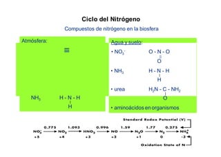 • 79 % N2 N N 
• 310 ppb N O N = N = O 2 
• trazas de: 
NO2 O - N - O 
NO N = O 
3 
= 
Ciclo del Nitrógeno 
Compuestos de nitrógeno en la biosfera 
Atmósfera: Agua y suelo: 
• NO - 
O - N - O 
O 
NH3 H - N - H 
H 
• NH3 H - N - H 
H 
• urea H2N - C - NH2 
O 
• aminoácidos en organismos 
 