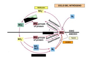 Nitrificación 
CICLO DEL NITRÓGENO 
Amonificación 
Fijación 
ANAMOX 
Desnitrificación 
 