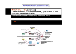 AMONIFICACIÓN (Desaminación) 
M.O. (R-NH2) → NH3 (amoniaco) 
A pH neutro/alcalino se encuentra como NH; y se acumula en esta 
3forma bajo condiciones anóxicas 
A pH neutro/ácido se encuentra como ión amonio -NH+- 
4 
El NH3 es volátil y se pierde en parte por vaporización, sobre todo en 
medios alcalinos (15% del N que va a la atmósfera) 
 