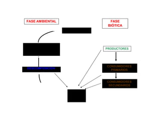 FASE AMBIENTAL FASE 
DESCOMPOSICIÓN 
BIÓTICA 
NUTRIENTES 
Nutrientes en el medio 
físico (aire, agua y/o 
tierra) 
PRODUCTORES 
CONSUMIDORES 
PRIMARIOS 
CONSUMIDORES 
SECUNDARIOS 
Desechos 
y residuos 
 