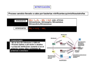 NITRIFICACIÓN 
Proceso aerobio llevado a cabo por bacterias nitrificantes quimiolitoautotrofas 
NITROSANTES NH3+ 11/2 O2 → NO2 
- + H2O (ΔG= -275 KJ) 
Nitrosomonas, Nitrosospira, Nitrosolobus, 
Nitrosovibrio,Nitrosococcus 
NITRIFICANTES NO2 
- + 1/2 O2 → NO3 
- (ΔG= -74,1 Kcal) 
Nitrobacter, Nitrospira, Nitrococcus 
CONDICIONES: 
• No se da a Eh inferiores a +200 mV 
• Proceso óptimo a pH neutro o alcalino 
• La tasa de nitrificación aumenta si en el 
ambiente existen altas cantidades de 
proteínas o amoniaco 
 