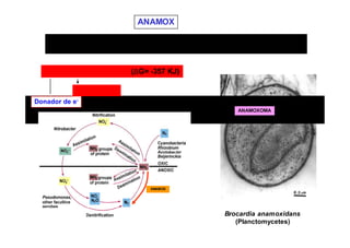 4 2 
ANAMOX 
Oxidación anaerobia del amoniaco con respiración de nitrito por bacterias 
quimiolitoautotrofas 
NH + + NO - → N2 +2H2O (ΔG= -357 KJ) 
Aceptor de e- 
Donador de e- 
ANAMOXOMA 
ANAMOX 
Brocardia anamoxidans 
(Planctomycetes) 
 