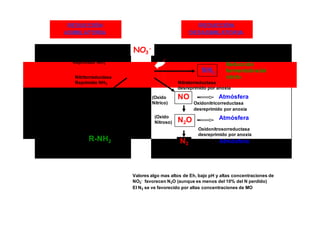 3 
2 
REDUCCIÓN 
ASIMILATORIA 
REDUCCIÓN 
DESASIMILATORIA 
Nitratorreductasa 
Reprimido NH3 
Nitritorreductasa 
Reprimido NH3 
NO - 
NO - 
Nitratorreductasa 
desreprimido por anoxia 
NH3 
Nitratorreductasa 
Reducción 
fermentativa del 
nitrito 
desreprimido por anoxia 
(Hidroxilamina) 
(Amoniaco) 
(N orgánico) 
NH2OH 
NH3 
R-NH2 
(Oxido 
Nítrico) 
(Oxido 
Nitroso) 
NO 
N2O 
N2 
Atmósfera 
Oxidonitricorreductasa 
desreprimido por anoxia 
Atmósfera 
Oxidonitrosorreductasa 
desreprimido por anoxia 
Atmósfera 
Valores algo mas altos de Eh, bajo pH y altas concentraciones de 
NO3 
- favorecen N2O (aunque es menos del 10% del N perdido) 
El N2 se ve favorecido por altas concentraciones de MO 
 