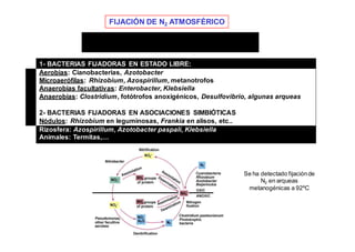 FIJACIÓN DE N2 ATMOSFÉRICO 
• Equilibra las pérdidas por desnitrificación 
• Sólo lo pueden hacer organismos procarióticos 
1- BACTERIAS FIJADORAS EN ESTADO LIBRE: 
Aerobias: Cianobacterias, Azotobacter 
Microaerófilas: Rhizobium, Azospirillum, metanotrofos 
Anaerobias facultativas: Enterobacter, Klebsiella 
Anaerobias: Clostridium, fotótrofos anoxigénicos, Desulfovibrio, algunas arqueas 
2- BACTERIAS FIJADORAS EN ASOCIACIONES SIMBIÓTICAS 
Nódulos: Rhizobium en leguminosas, Frankia en alisos, etc.. 
Rizosfera: Azospirillum, Azotobacter paspali, Klebsiella 
Animales: Termitas,… 
Se ha detectado fijación de 
N2 en arqueas 
metanogénicas a 92ºC 
 