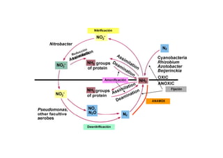 Nitrificación 
Amonificación 
Fijación 
ANAMOX 
Desnitrificación 
 