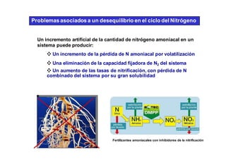 Problemas asociados a un desequilibrio en el ciclo del Nitrógeno 
Un incremento artificial de la cantidad de nitrógeno amoniacal en un 
sistema puede producir: 
❖ Un incremento de la pérdida de N amoniacal por volatilización 
❖ Una eliminación de la capacidad fijadora de N2 del sistema 
❖ Un aumento de las tasas de nitrificación, con pérdida de N 
combinado del sistema por su gran solubilidad 
Fertilizantes amoniacales con inhibidores de la nitrificación 
 