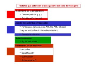 Factores que potencian el desequilibrio del ciclo del nitrógeno 
Incremento de la temperatura 
✓ Descomposición 
✓ Estratificación (anoxia) 
Aporte de nutrientes nitrogenados 
✓ Fertilizantes (amonio, urea NH2-CO-NH2, nitratos) 
✓ Aguas residuales sin tratamiento terciario 
✓ Ganadería intensiva 
Materia orgánica 
✓ Aguas residuales 
Incremento zonas anóxicas 
✓ Arrozales 
✓ Estratificación 
✓ Eutrofización 
✓ Sobrecarga M.O. 
 