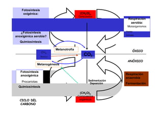 Fotosíntesis 
oxigénica: 
Cianobacterias orgánicos 
Microalgas 
Plantas verdes 
¿Fotosíntesis 
anoxigénica aerobia? 
Quimiosíntesis 
(CH2O)n 
Compuestos 
Respiración 
aerobia: 
Microorganismos 
Plantas 
Animales 
CH4 
Metano 
Metanotrofía 
CO2 
ÓXICO 
ANÓXICO 
Metanogénesis 
Fotosíntesis 
anoxigénica 
Procariotas Sedimentación 
Deposición 
Respiración 
anaerobia 
Fermentación 
Quimiosíntesis 
CICLO DEL 
CARBONO 
(CH2O)n 
Compuestos 
orgánicos 
 