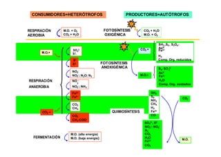 CONSUMIDORES=HETERÓTROFOS PRODUCTORES=AUTÓTROFOS 
RESPIRACIÓN 
AEROBIA 
M.O. + O2 
CO2 + H2O 
FOTOSÍNTESIS 
OXIGÉNICA 
CO2 + H2O 
M.O. + O2 
SO4 
2- 
CO2 + 
_ 
SH2,,S0 , S2Os 
AsIII 
Fe2+ 
M.O.+ S2_ 
S0 
S2- 
FOTOSÍNTESIS 
H2 
Comp. Org. reducidos 
ANOXIGÉNICA S , SO 2- 
RESPIRACIÓN 
- 
NO3 
-; N2O; N2 
NO2 
NO - 
M.O.+ 
0 4 
AsV 
Fe3+ 
H2O 
ANAEROBIA 
CO2 + 
3 
-; NH3 
NO2 
Fe3+ 
Fe2+ 
CO2 
CH4 
CO2 
CH3-COO-QUIMIOSÍNTESIS 
SH2 
S0 
NH3 
CH4 
H2 
Fe2+ 
CO 
2-, S0 
SO4 
Comp. Org. oxidados 
CO2 
FERMENTACIÓN 
M.O. (alta energía) 
M.O. (baja energía) 
-; NO3 
NO2 
- 
N2 
CO2 
H2O 
Fe3+ 
CO2 
M.O. 
 
