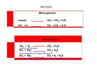 METANO 
Metanogénesis 
acetato CH4 + CO2 + H2O 
CO + H CH + CO + H O 
Metanotrofía 
CH4 + O2 CO2 + H2O 
(bacterias en interfase) 
CH4 + SO = CO + H S 
4 2 2 
(arquea+bacteria, en anoxia, medio marino) 
CH4 + NO - CO + N + H O 
3 2 2 2 
(arquea+ bacteria, en anoxia, aguas continentales pobres en sulfato) ) 
 