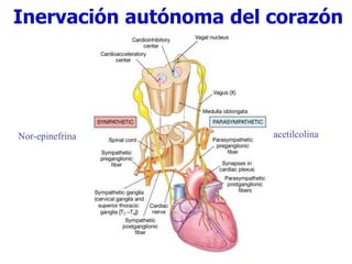 Inervación autónoma del corazón
Nor-epinefrina acetilcolina
 