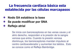 Nodo SA establece la base
Se puede modificar por SNA
Reflejo atrial
Se inicia con baroreceptores en las venas cavas y el
atrio derecho, responden a la presión de la sangre
venosa que entra. Cuando la presión venosa
disminuye, los baroreceptores mandan impulsos al
centro cardioacelerador y aumentan los latidos. Esto
se conoce como el Reflejo Bainbridge.
La frecuencia cardíaca básica esta
establecida por las células marcapasos
 