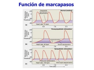 Función de marcapasos
 